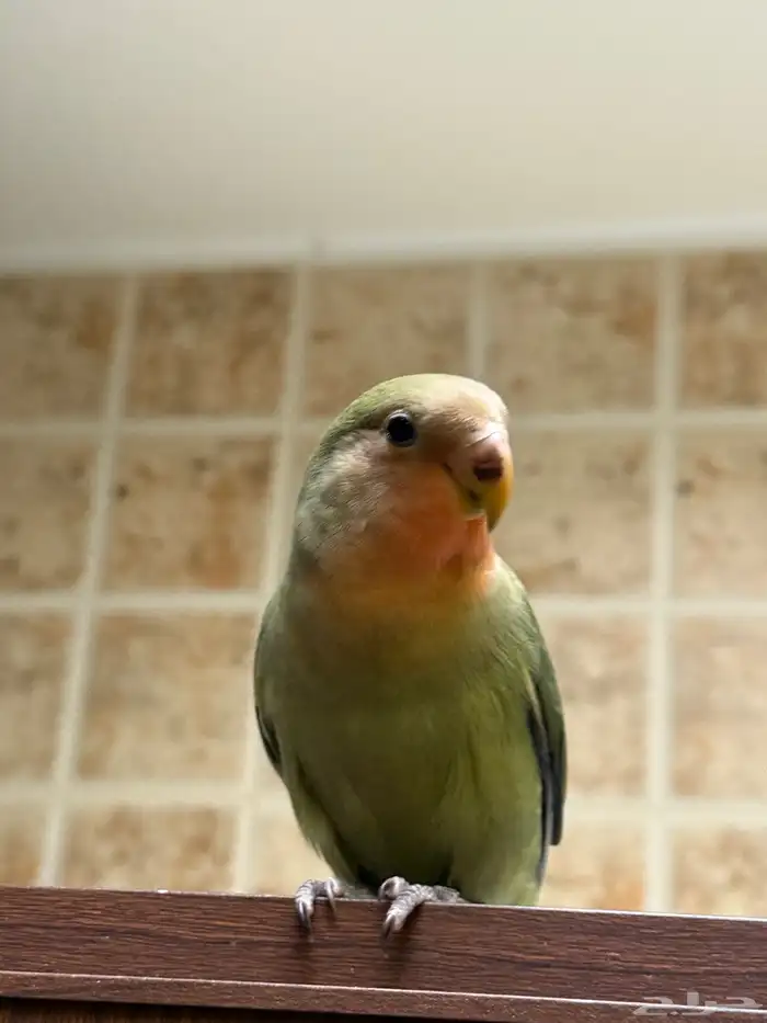 ببغاء روز أليفف 1