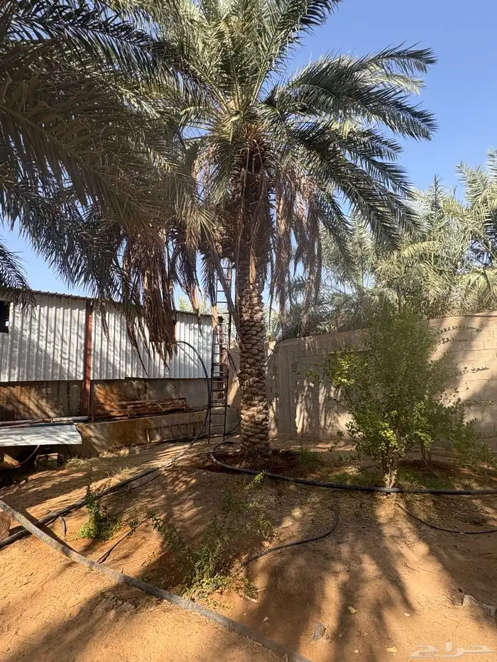 نخل بالمجان لمن يريدها 0