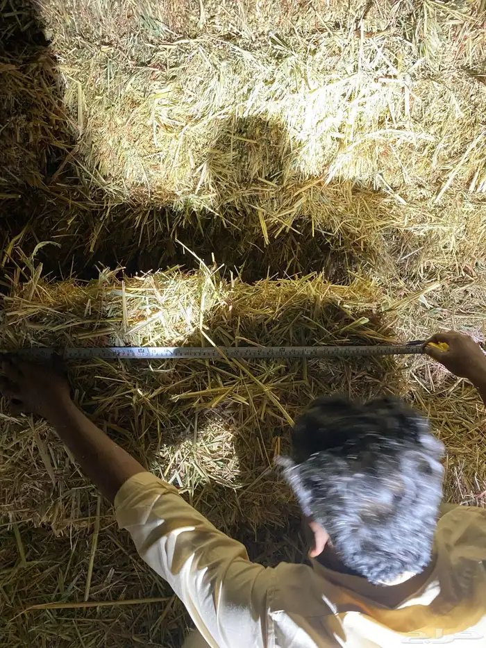 اعلاف ذره جيزانيه حمرا شد طيب من 80-85-90 3