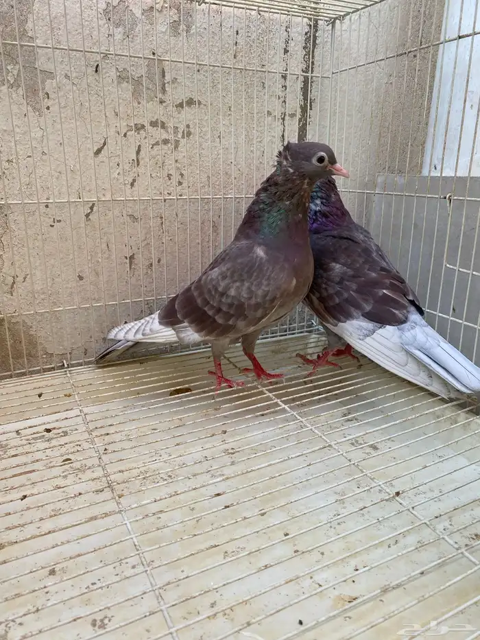 حمام صنعاني بفروخه 3