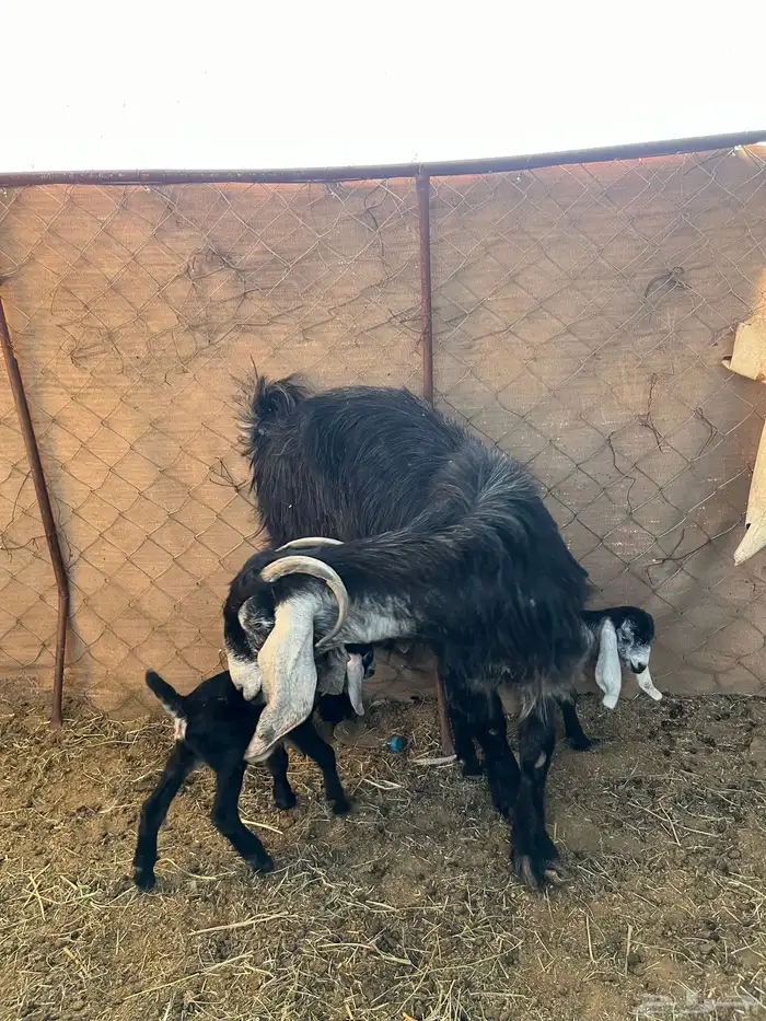 عند عارضيه ولد للبيع 0