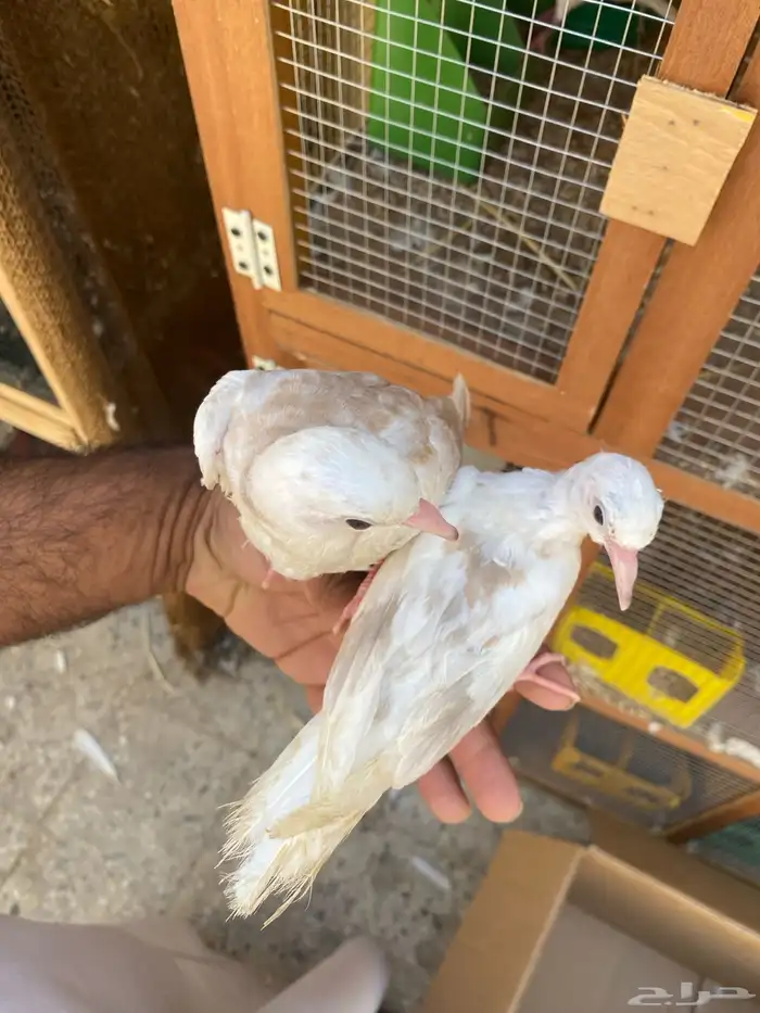 قماري هولندي 3