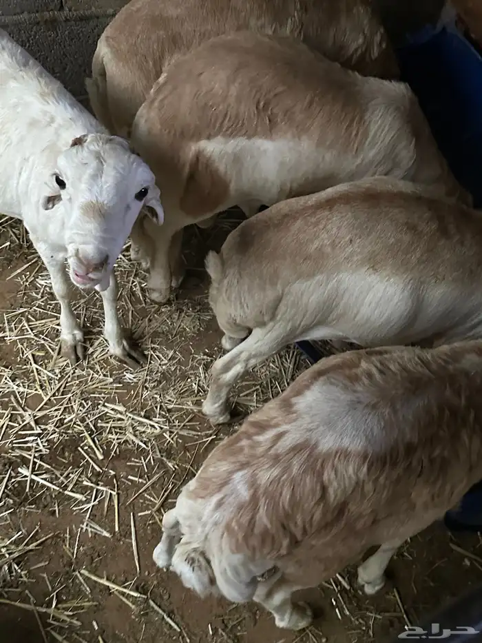 رفيديات جذعان مرآبي 61