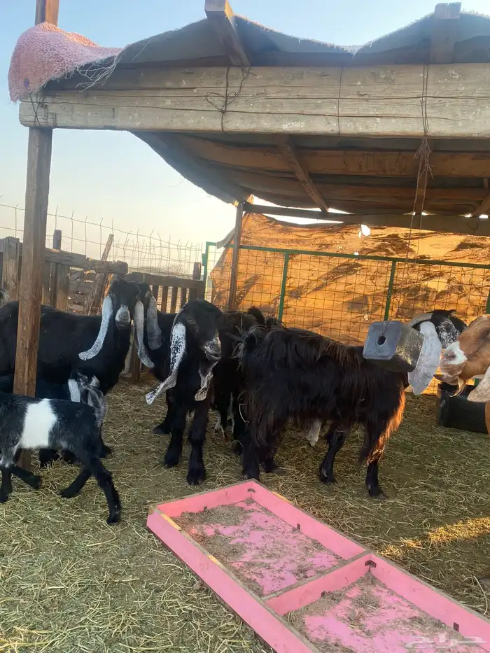 للبيع معزا ولد عوارض طيبه 10