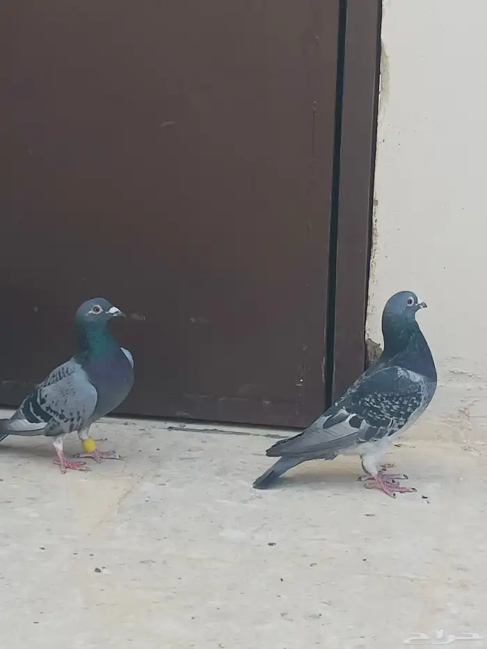 .حمام زاجل مع سوري واحد للببع ليجي إلا الصامل 1