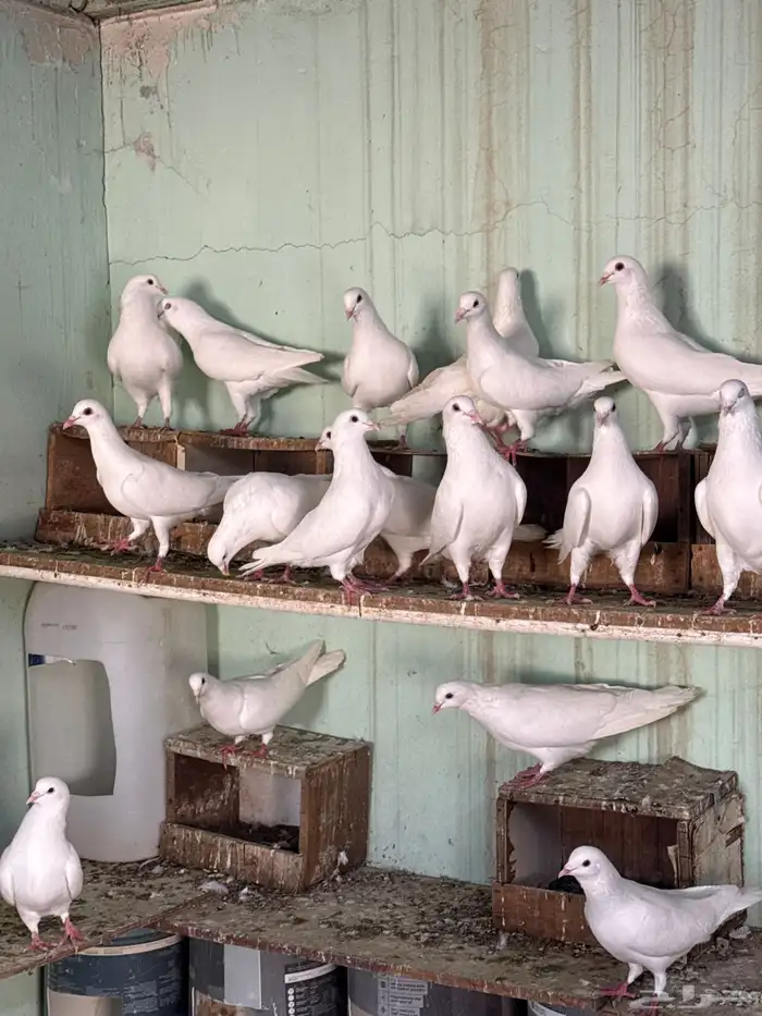 حمام لاحم سوبر جانبو 0