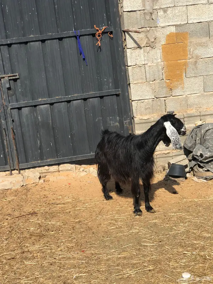 معزاء دفيع مضاريع ثلاث شهور العدد 2 4