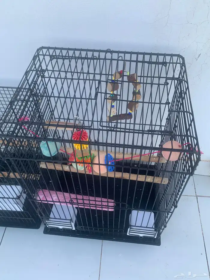 2 قفص كاسكو 1