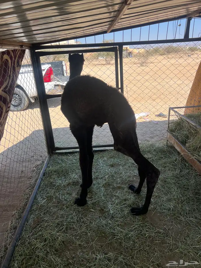 ضيار قعدان 4