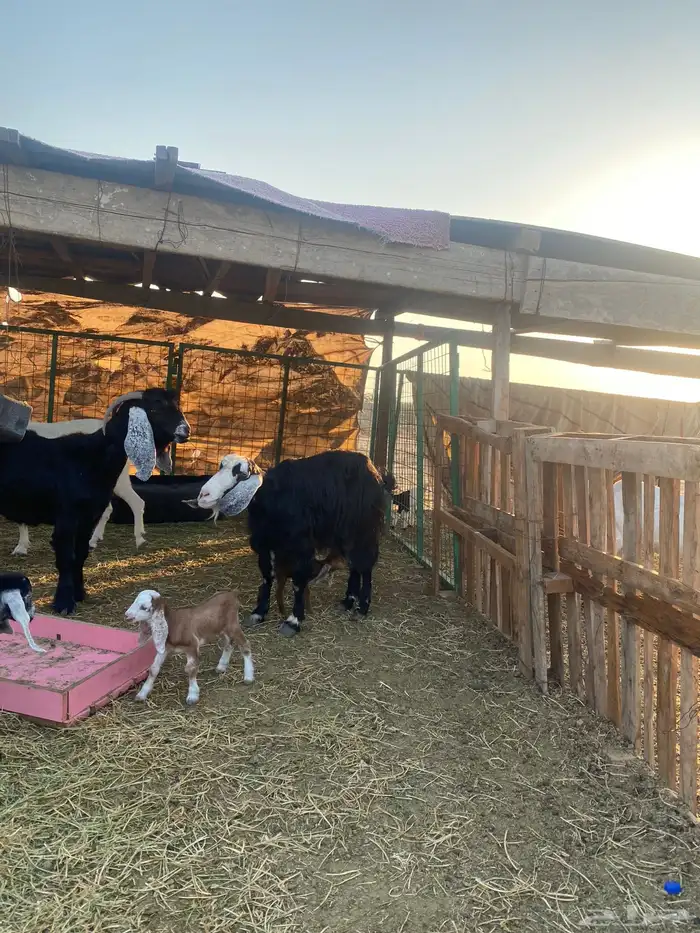 للبيع معزا ولد عوارض طيبه 42