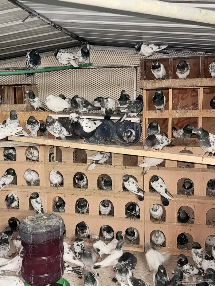 حمام باكستاني 2