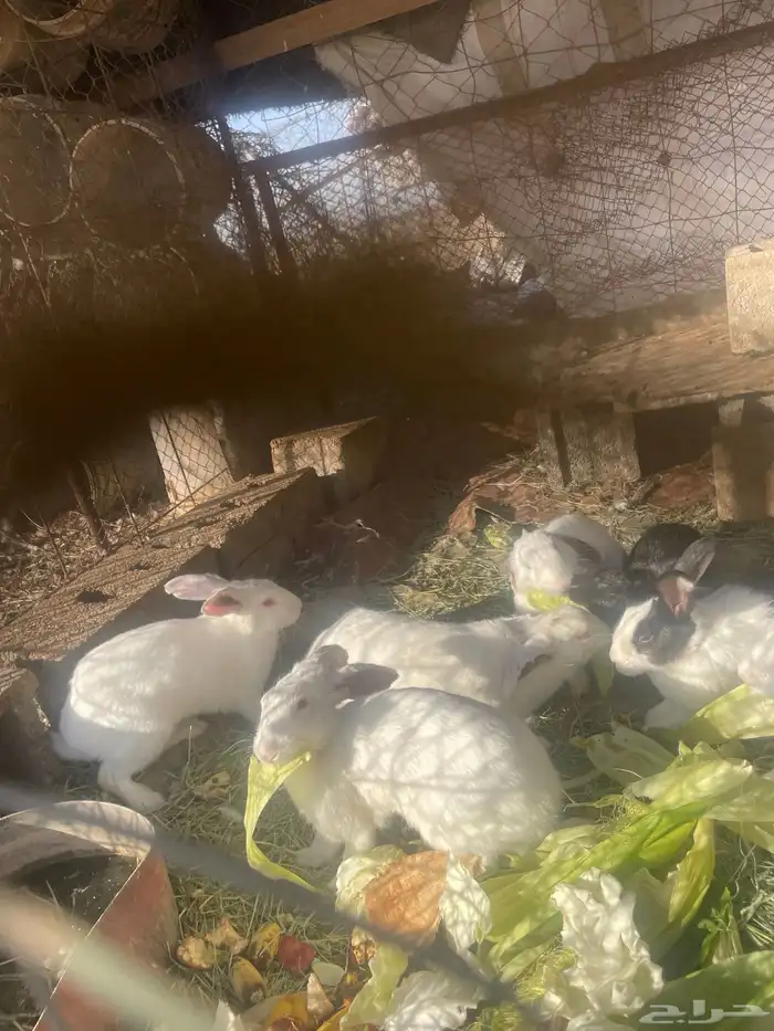أرانب 9 بري للبيع. 2