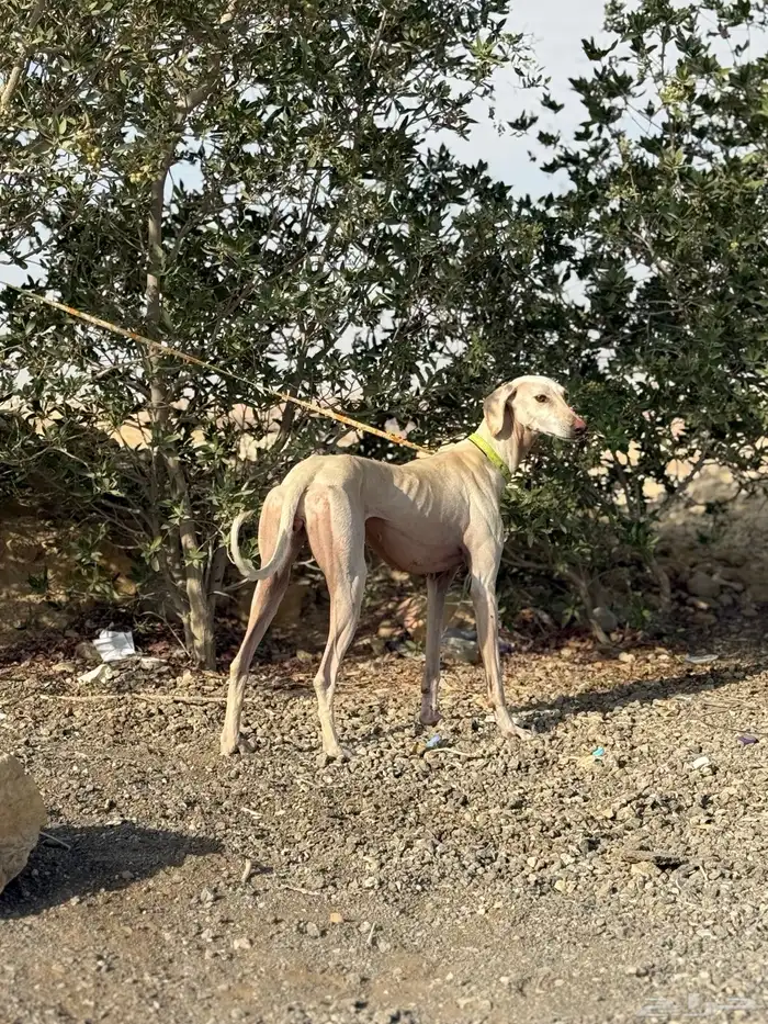 سلقه عربيه للبدل 0