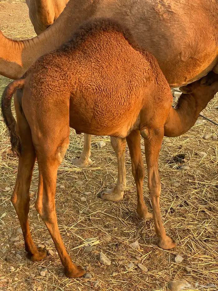 قعدان لباني للبيع 3