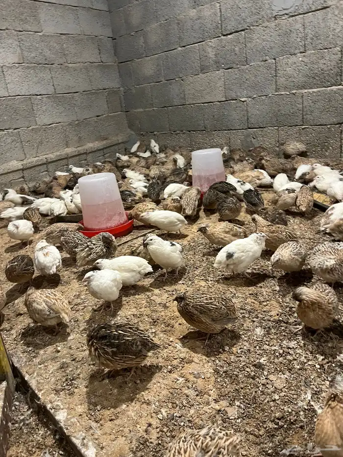 سمان ذكور بس 1