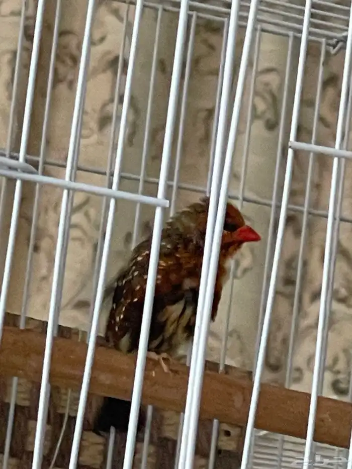 جوز عندليب وجوز زيبرا فراولة 8