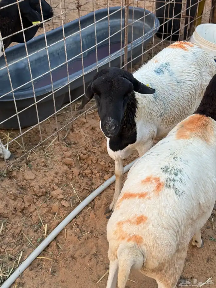 بربري جذع و ثني 2