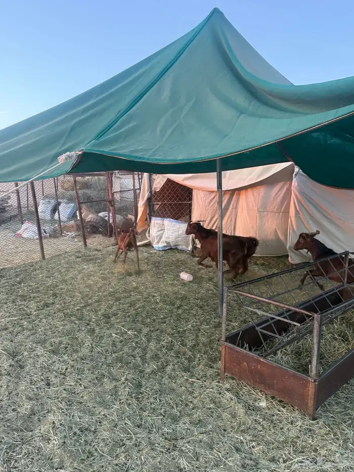 4 تيوس دهم كفو مغلقه 2