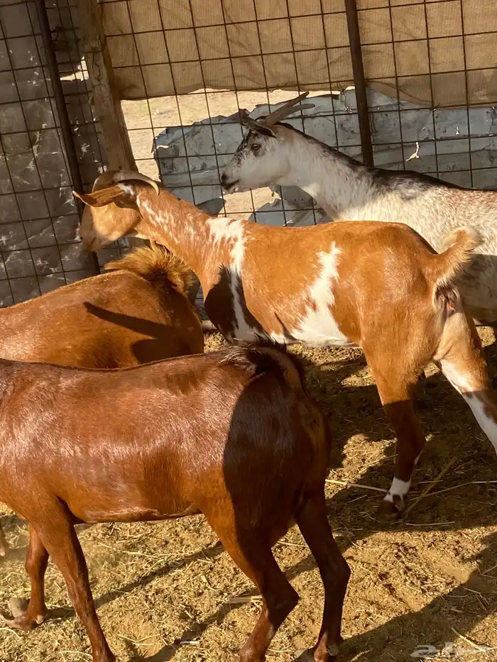 معزا محايله دفيع تم البيع 5