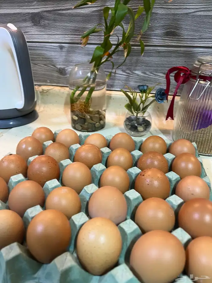 بيض لوهمن مائدة 1