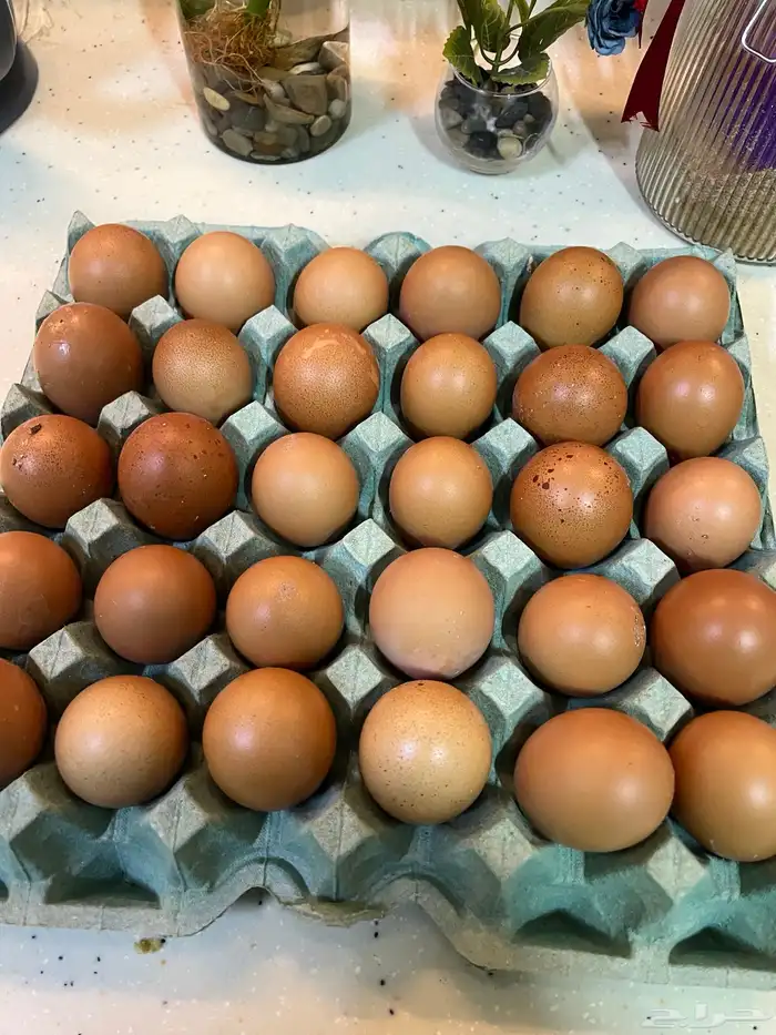 بيض لوهمن مائدة 0