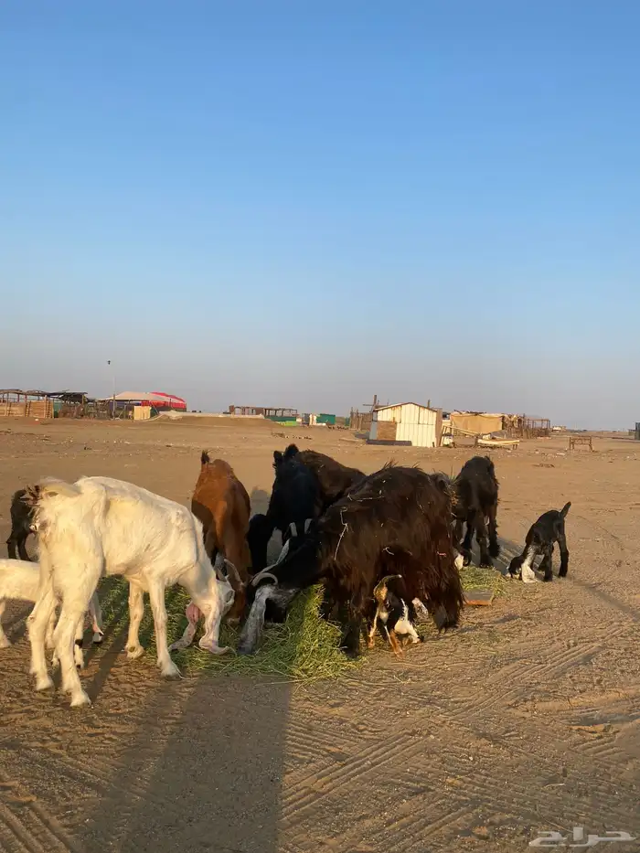 للبيع معزا ولد عوارض طيبه 31