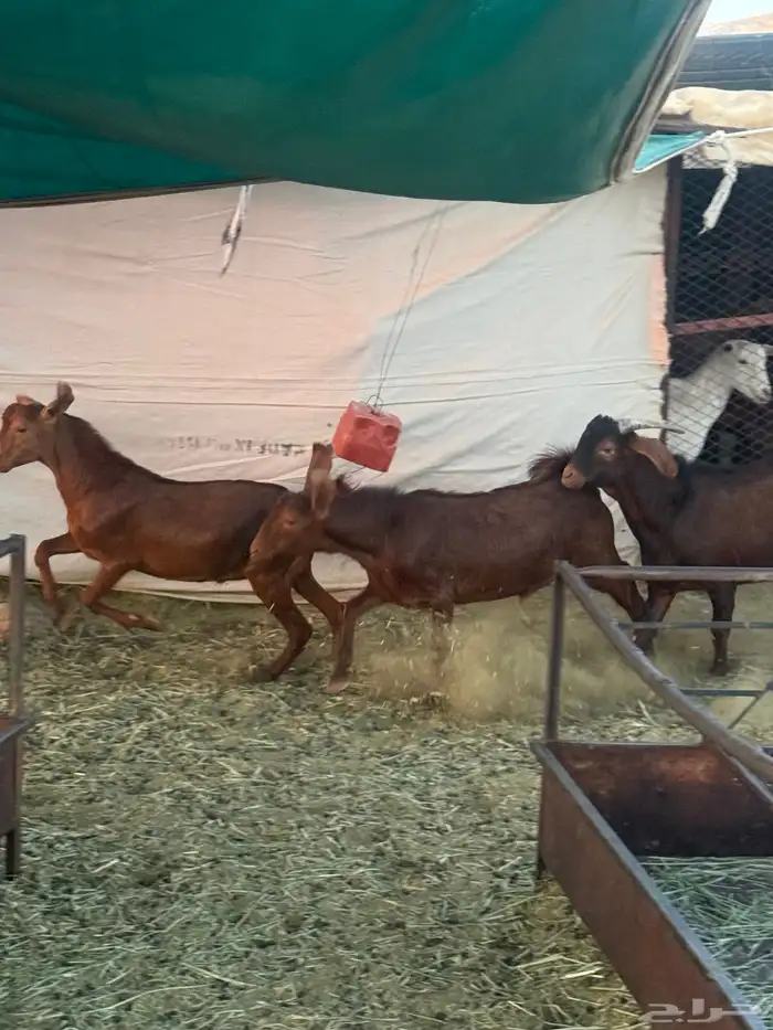 4 تيوس دهم كفو مغلقه 4