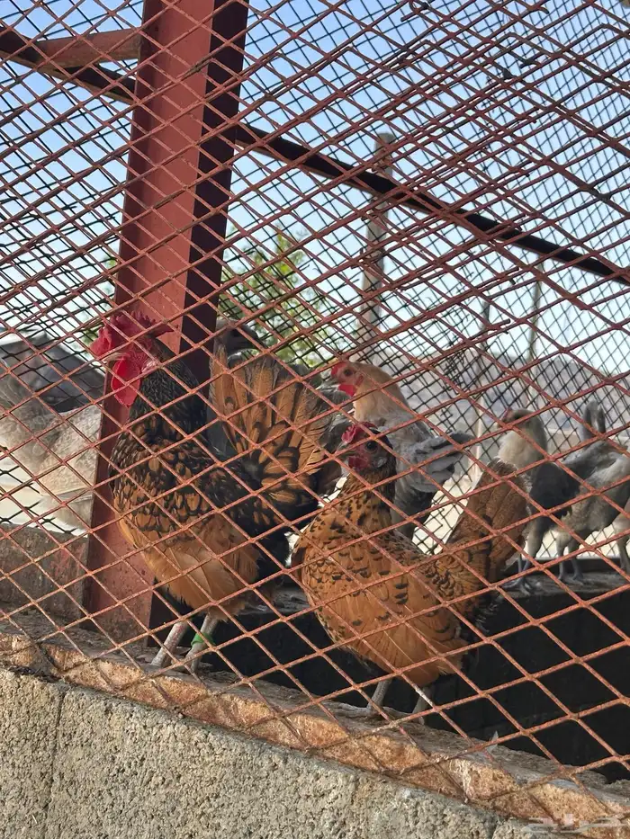 دجاج سبرايت دم صافي 0