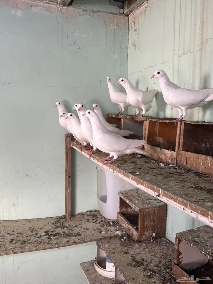 حمام لاحم سوبر جانبو 2