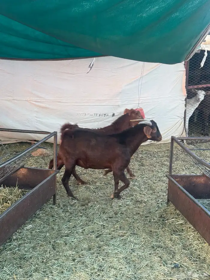 4 تيوس دهم كفو مغلقه 5