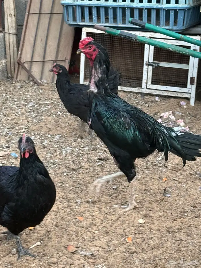 ديك باكستاني سندي 5