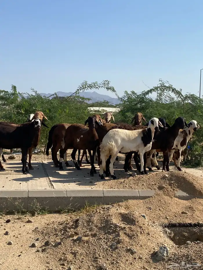 سواكن خلفات ودفيع 11