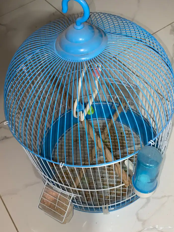 قفص عصفور مستخدم يحتاجله تنضيف فقط 2