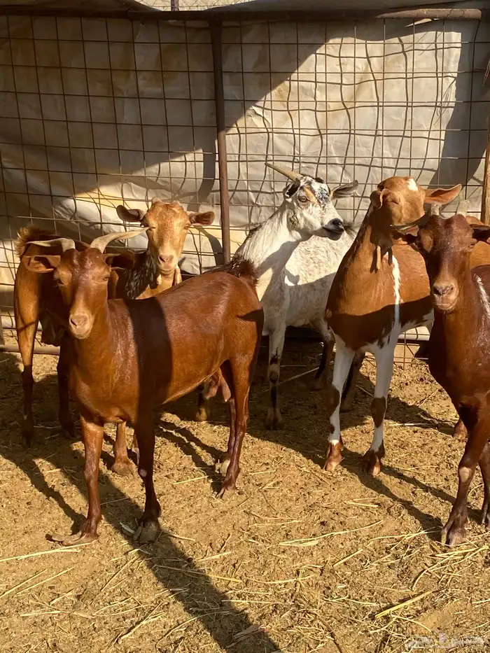 معزا محايله دفيع تم البيع 3