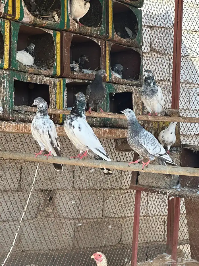 حمام بكستاني 2