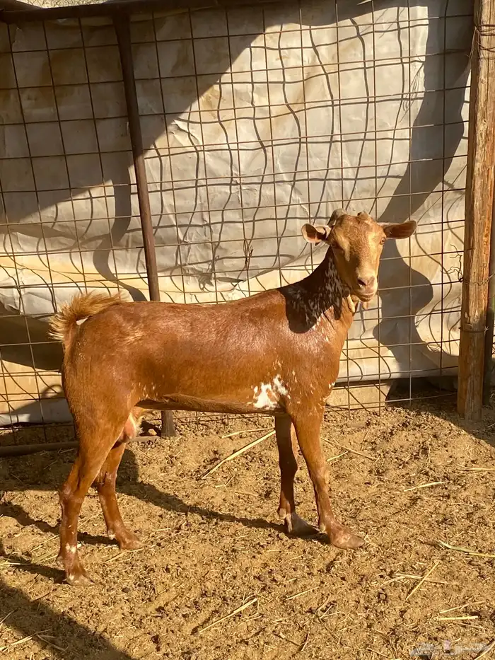 معزا محايله دفيع تم البيع 1