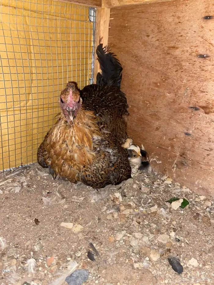 دجاج للبيع 3