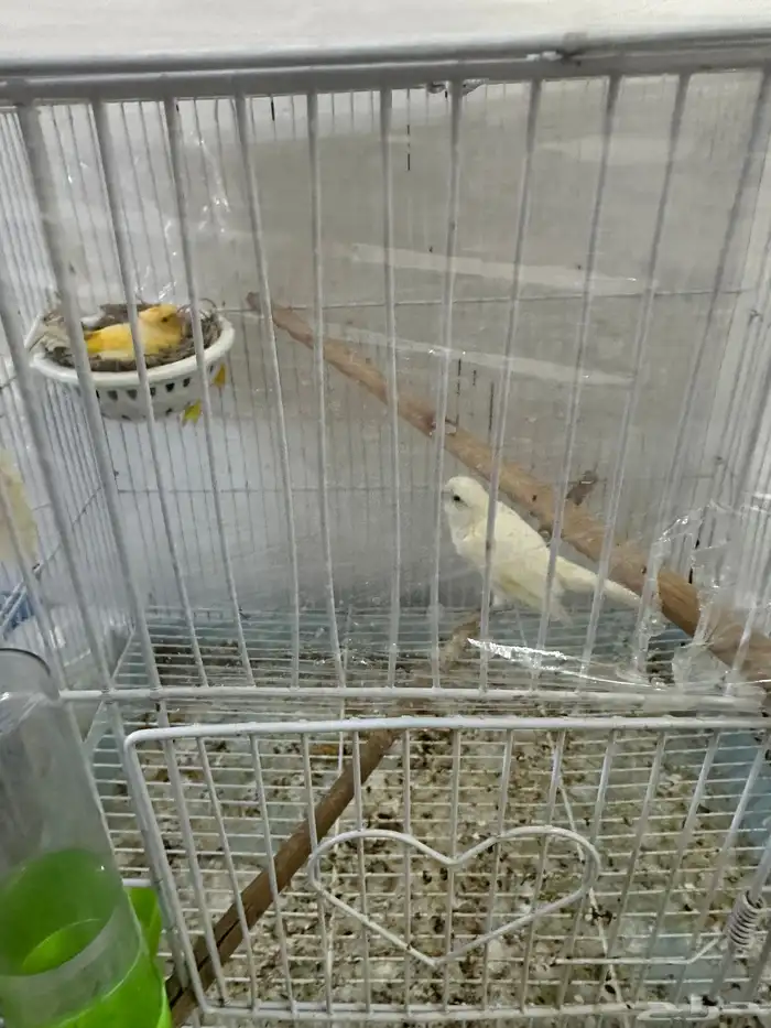 جوز منتج لأول مرة بصحة جيدة البيع دون القفص 0