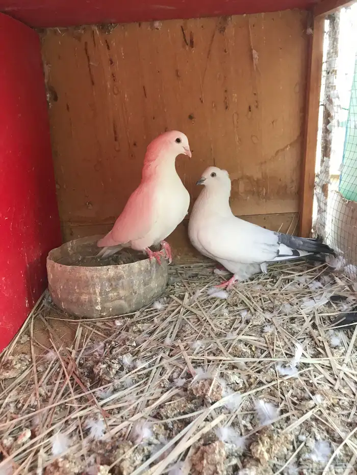 وحشي وهومر وعبسي وبربري 0