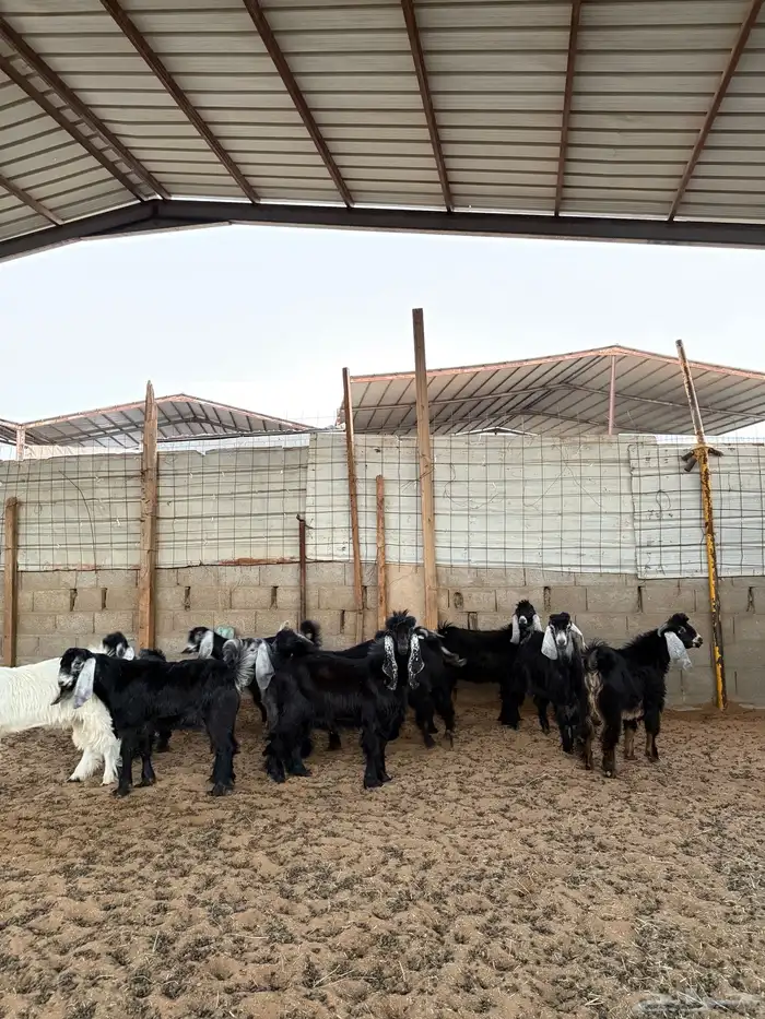 ذبائح للبيع 3