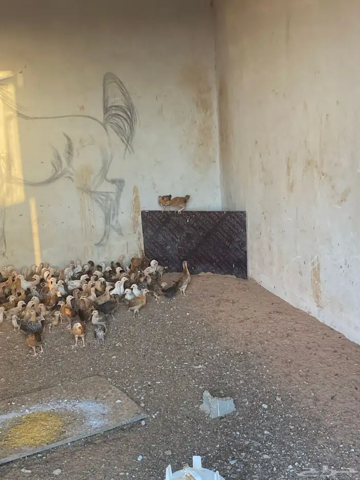 صوص بلدي العمر شهر 5