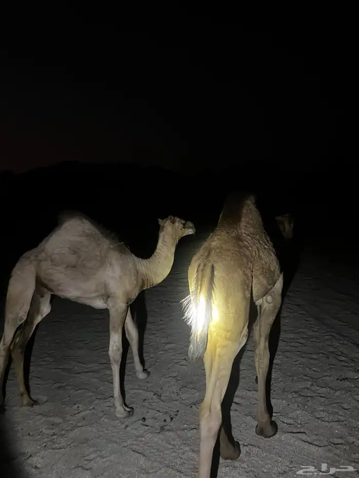 قعدان للبيع فل شحم 9