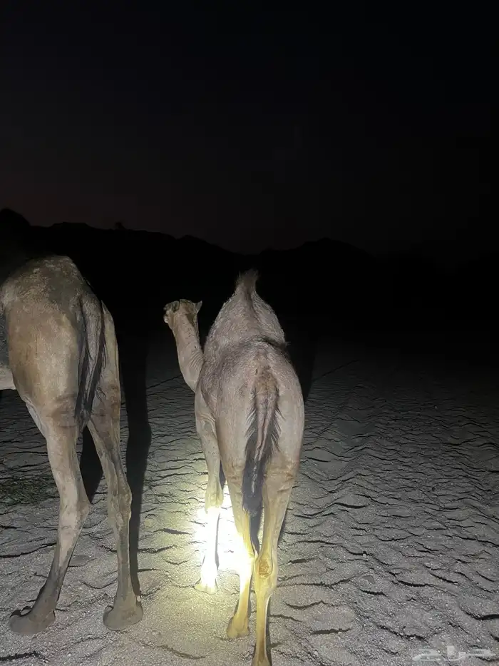 قعدان للبيع فل شحم 5