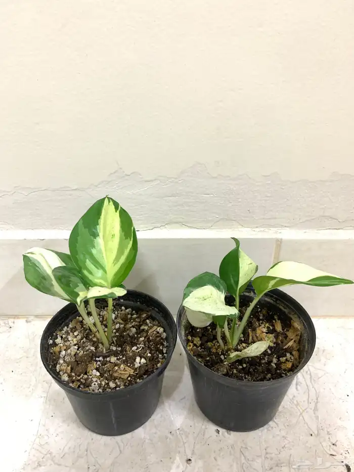 نباتات داخلية بوتس 1