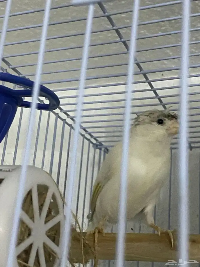 ذكر كناري ابيض كرست بسكوتي 5