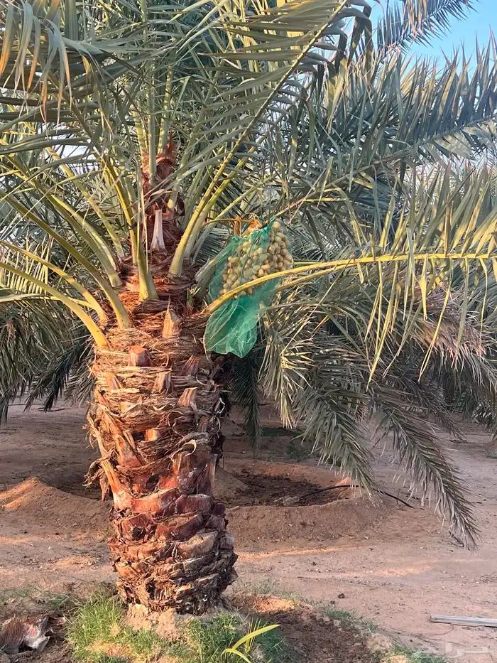 للبيع استراحة ومزرعة بالشقيق 30