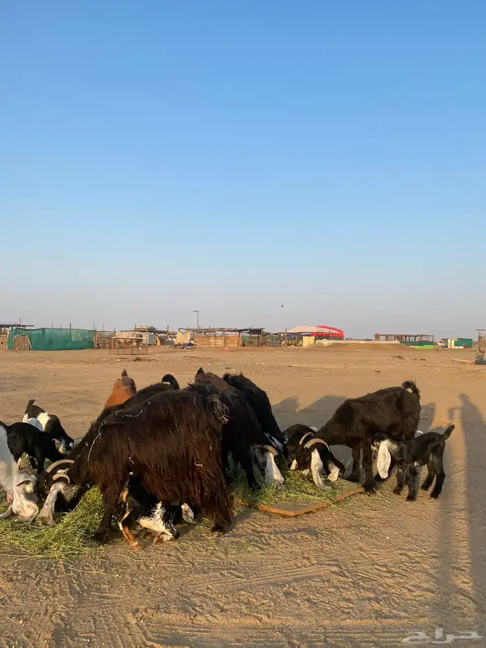 للبيع معزا ولد عوارض طيبه 30