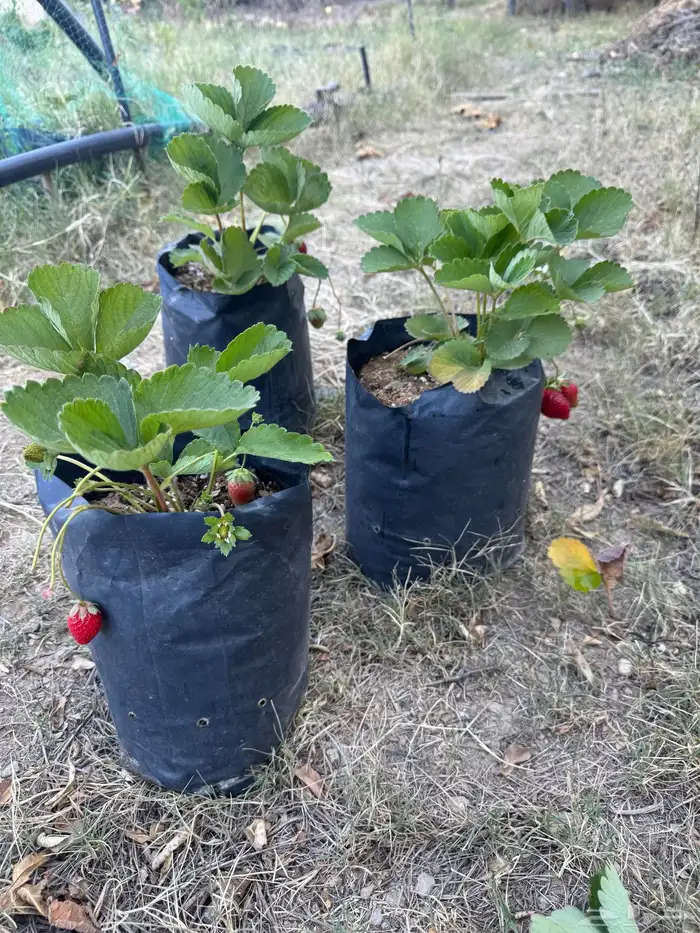 شتلات فراولة جيل اول حوالي 700 شتلة 4