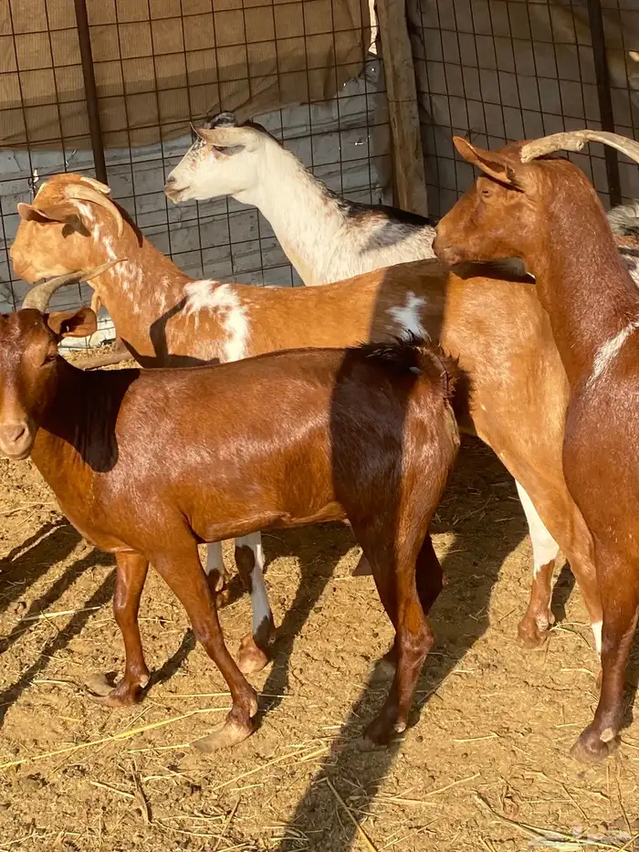 معزا محايله دفيع تم البيع 4