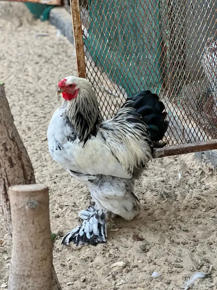 للبيع ديكين برهما كولمبي (كونك) اصلي 3